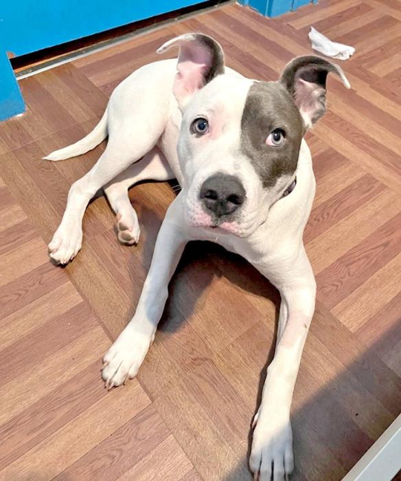 Rue, Darlene Dennison’s 2-year-old lab/pitbull mix, was adopted through Rescues Unlimited. (submitted photo)