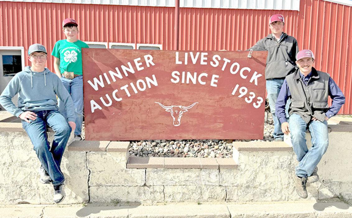 Four Winner, South Dakota youth put on a bull sale: Roper Moore, Rider Moore, Rowdy Moore and Garret Phillips. Photo: South Dakota Farmers Union