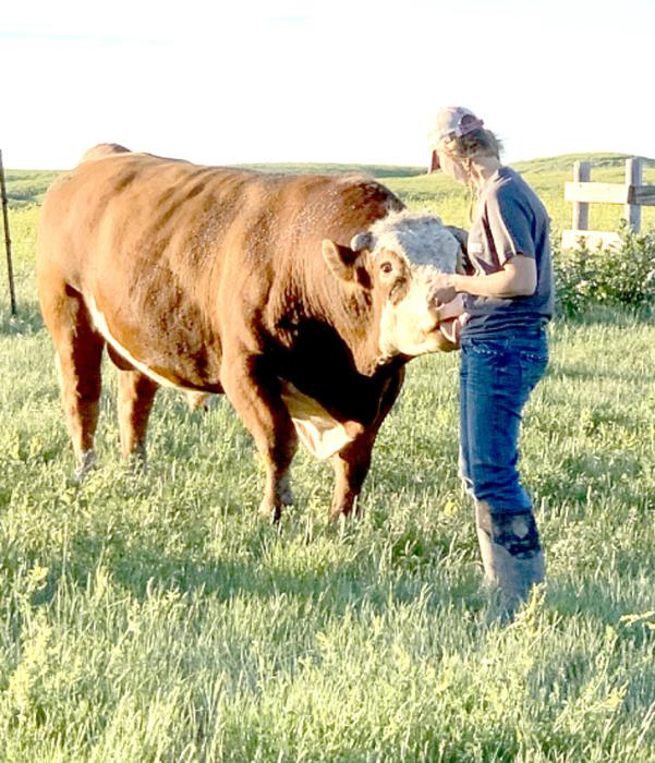 A snapshot of Amber petting their home-raised bull, Dylan. (Photo by Ashley Korzan, Korzan Customs Photography)