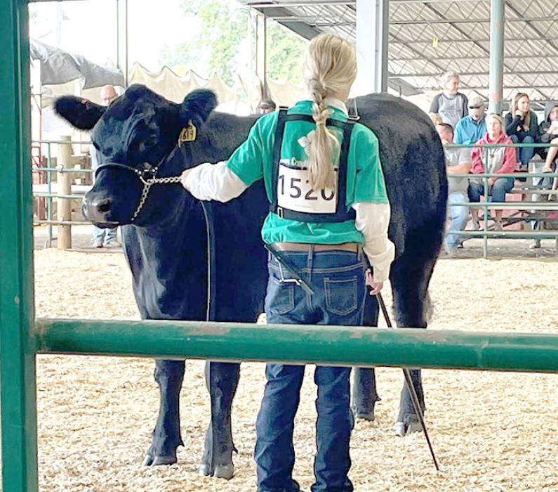 Elizabeth Wonnemberg, received a blue ribbon for her breeding beef at the state fair. (Photo by Melissa Wonnenberg)