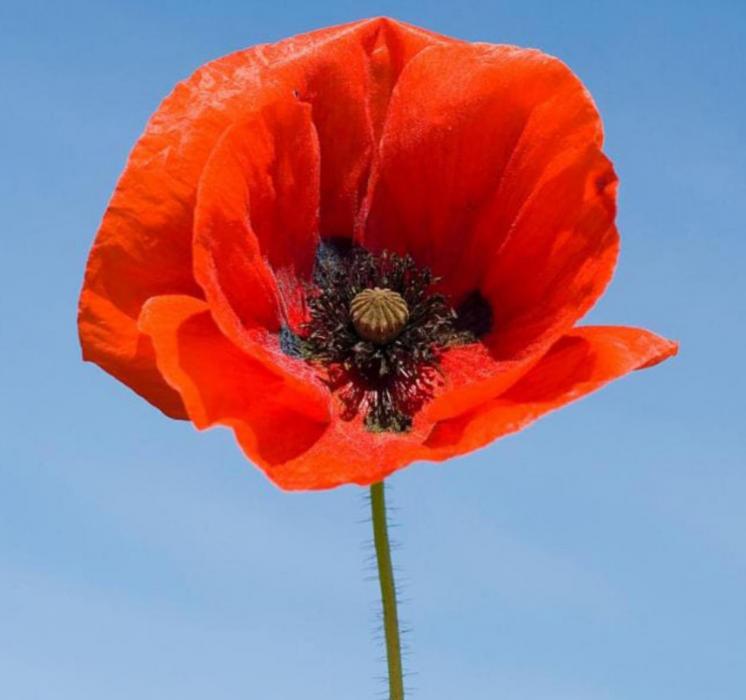 What do poppies have to do with Veterans Day?