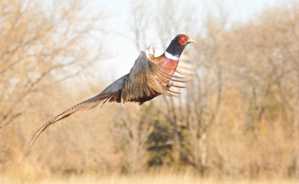 Pheasant season arrives Saturday