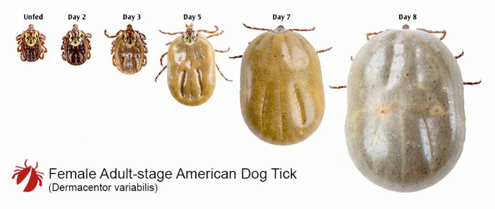 A female tick enlarges dramatically before laying her eggs. (Photo from the University of Rhode Island)