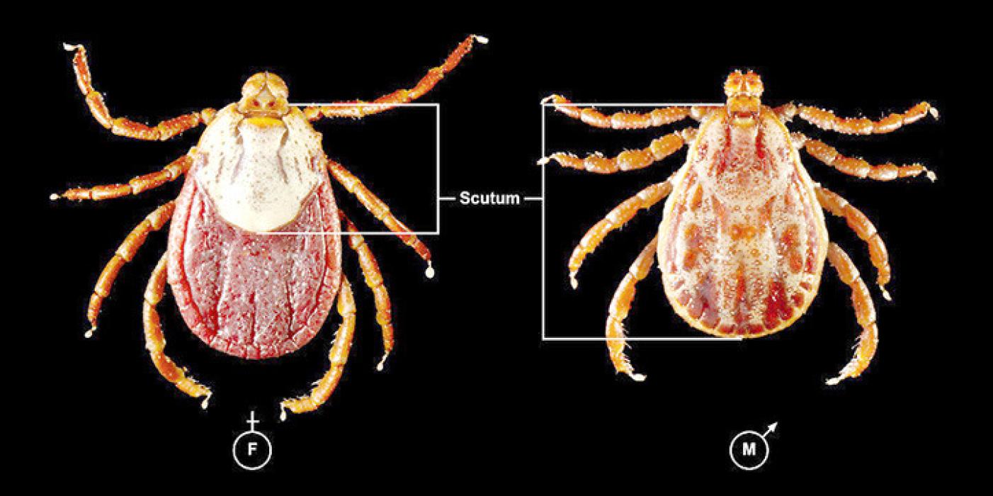 This photo of a female (l) and a male (r) Rocky Mountain wood tick shows the smaller scutum (shield) that a female has, which allows her to consume much more blood than a male. (Photo from freestockphotos.biz)
