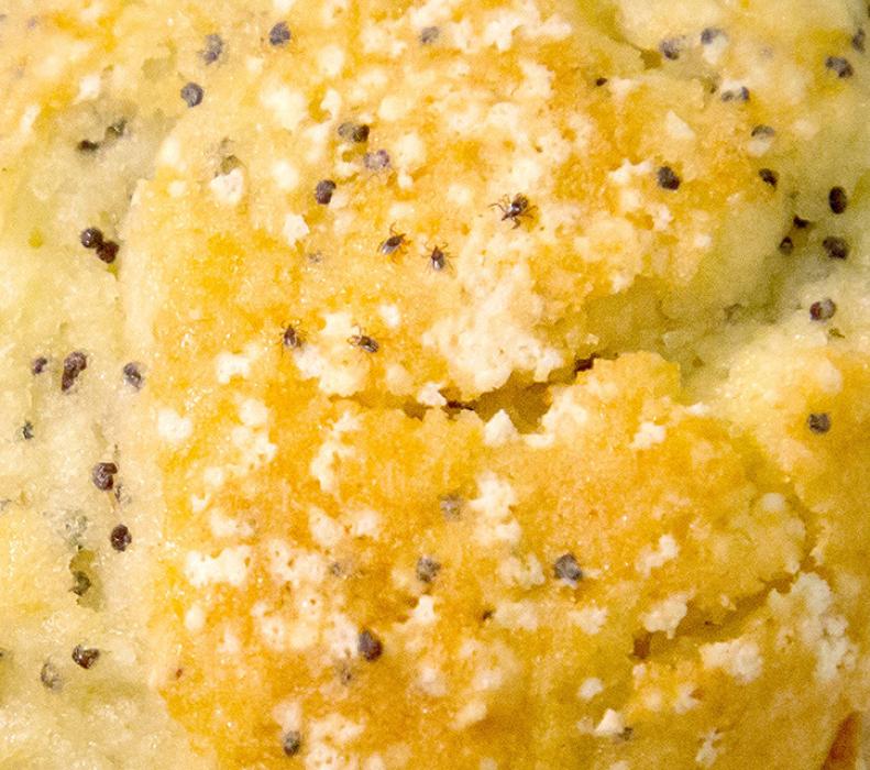 Nymphal blacklegged, or deer, ticks are the same size as poppy seeds, as shown on this poppy seed muffin. (Photo from CDC.gov ticks image gallery)