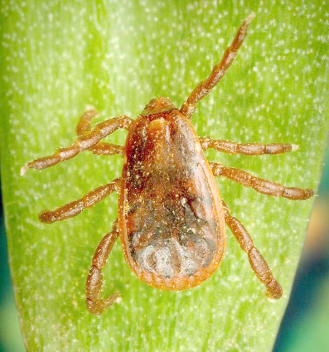 An adult male brown dog tick is shown here on a blade of grass. You can see that the scutum covers his whole back, limiting how much blood he can consume at any one meal. (Photo from CDC.gov ticks image gallery)
